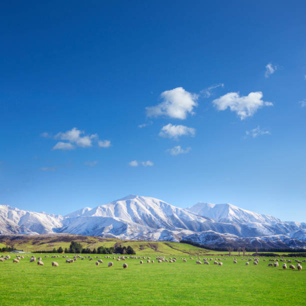terreni agricoli della nuova zelanda - sheep flock of sheep pasture mountain foto e immagini stock