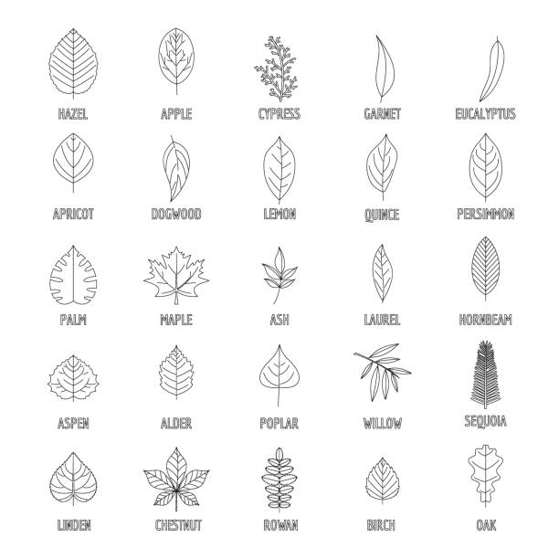 リーフのアイコンを設定、アウトラインのスタイル - poplar tree illustrations点のイラスト素材／クリップアート素材／マンガ素材／アイコン素材