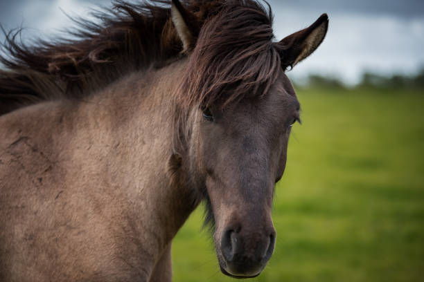 istock Icelandic Horses in summer ,Iceland. 1009899268