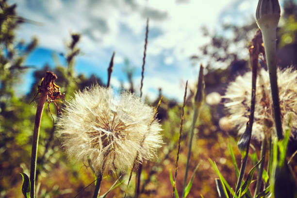 istock Beautiful white dandelion flowershello summer concept 1009899312