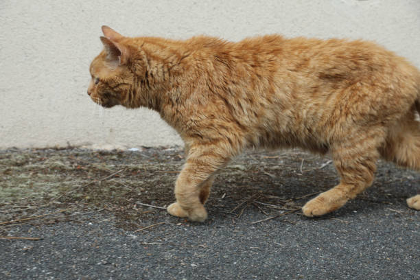istock red cat in street 1009903346