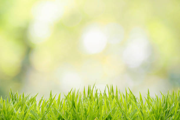 istock Grass field with abstract natural bokeh background 1009906538