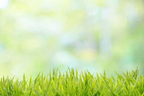 istock Grass field with abstract natural bokeh background 1009906632