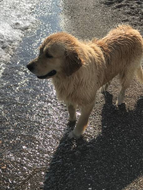 istock a dog playing with the sea 1009909400