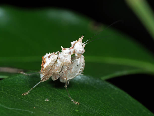 istock Macro Photo of White Praying Mantis on Green Leaf 1009913830