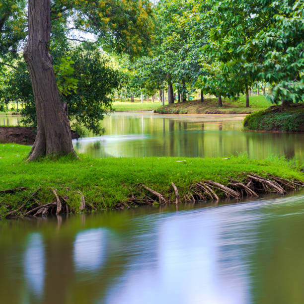 Green tree in a beautiful park with reflection in water