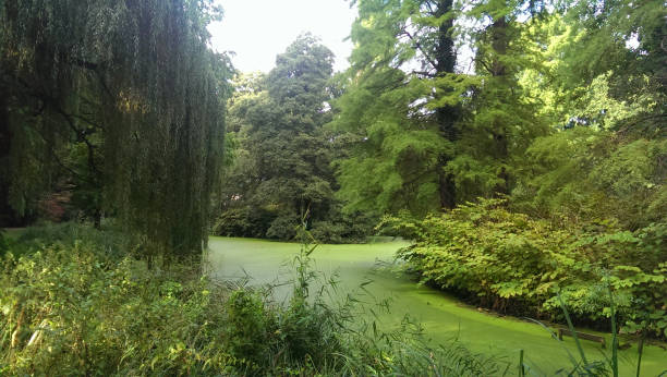 istock Green slime shaped swamp pond in Tiergarten Park Berlin (Green Forest) 1009917450