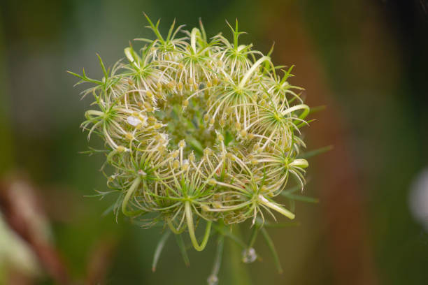 istock Flowering grass woven into a ball close up. Nature 1009922030