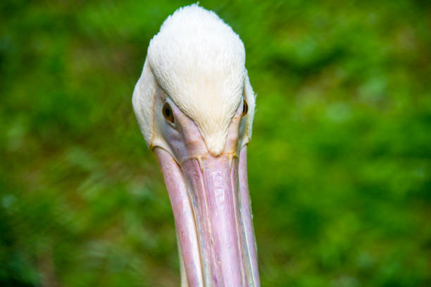 White Pelican swim on lake.