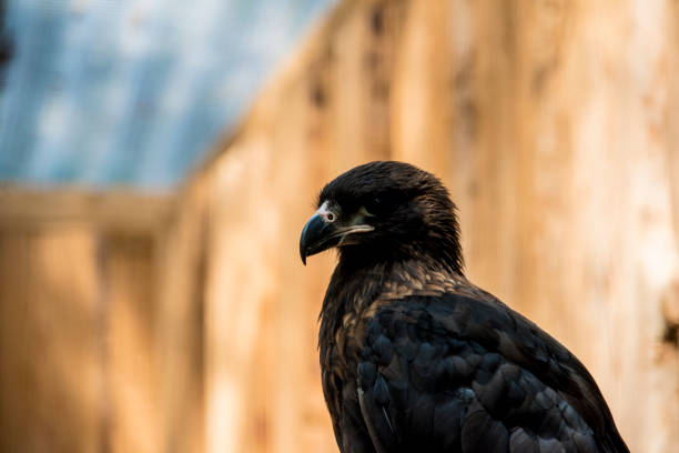 Close up of cinereous vulture, Aegypius monachus.