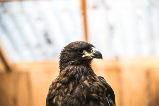 istock birds of prey / Karakara 1009922842