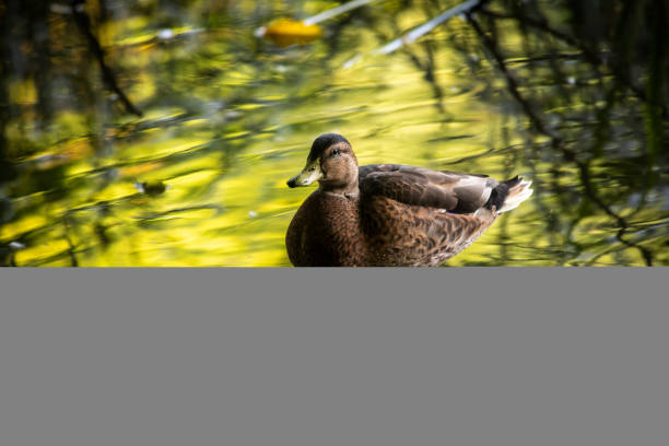 A detailed view of a duck peacefully floating in crystal-clear water, showcasing its intricate feather patterns and reflection below the water surface.