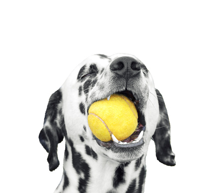 Cute dalmatian dog holding a yellow ball in the mouth. Isolated on white background