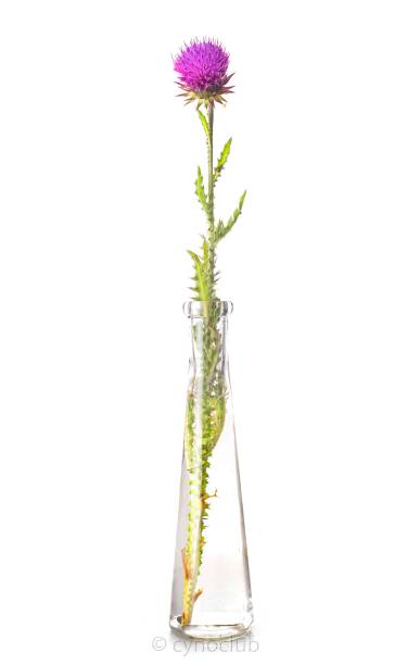 istock plant in test tube 1009929558