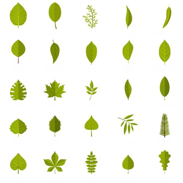 zestaw ikon liści, płaski - poplar tree illustrations stock illustrations