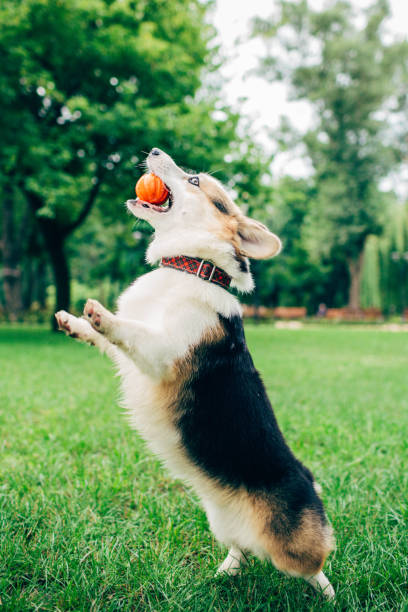 istock welsh corgi dog jumping with ball on green grass 1009932902
