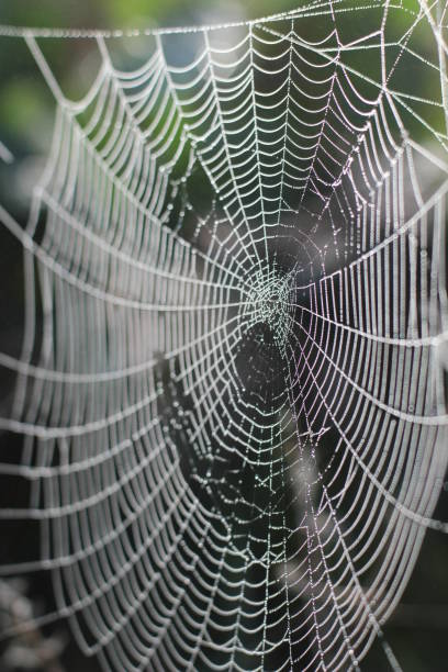 istock spider web in dew drops on wildflowers background 1009933776
