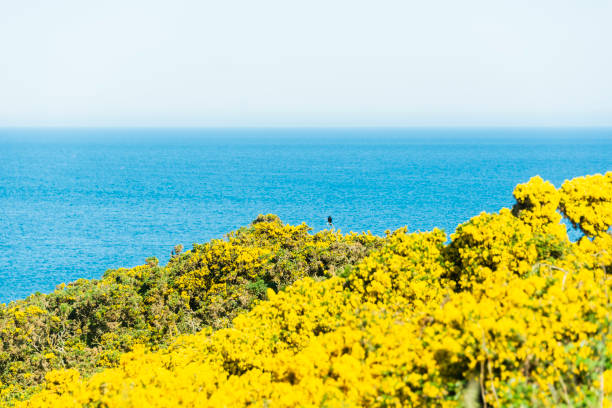 istock views of the Cullen bay 1009934376