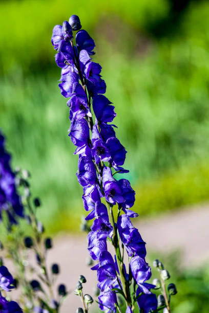 aconitum 'newry blue' - 2997 stock-fotos und bilder