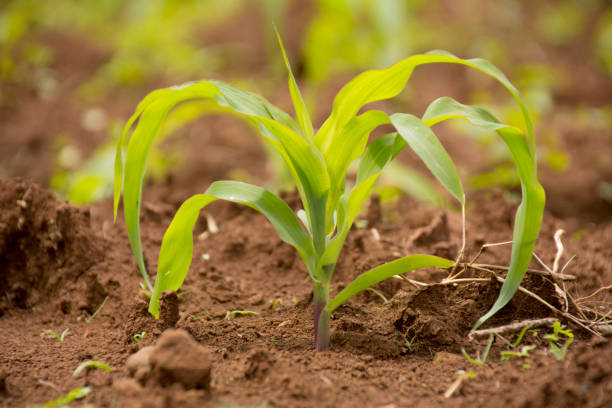 istock Maize at its early stage in the farm 1009937436