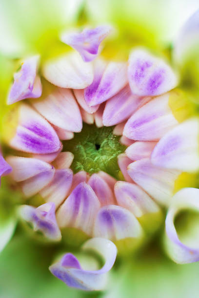 istock Close-up fo chrysanthemum. Top of view 1009943388