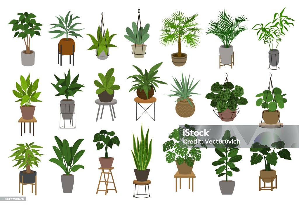 colección de jardín interior de la casa de decoración diferentes plantas en macetas y soportes sistema gráfico - arte vectorial de Flora libre de derechos