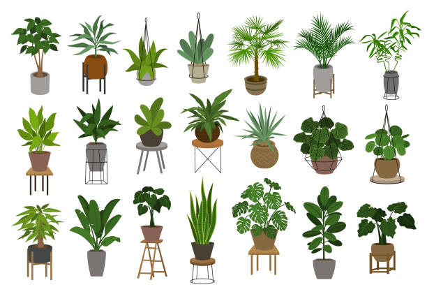 illustrations, cliparts, dessins animés et icônes de collection de décor différent maison jardin intérieur de plantes en pots et tient ensemble graphique - flore