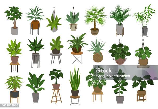 Collection Of Different Decor House Indoor Garden Plants In Pots And Stands Graphic Set - Arte vetorial de stock e mais imagens de Flora