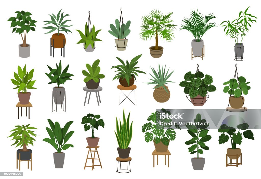 collection of different decor house indoor garden plants in pots and stands graphic set Plant stock vector