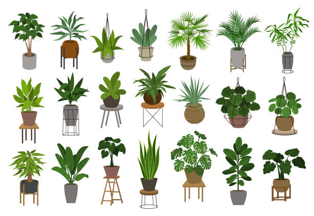 collection of different decor house indoor garden plants in pots and stands graphic set collection of different decor house indoor garden plants in pots and stands graphic set zebra plant stock illustrations