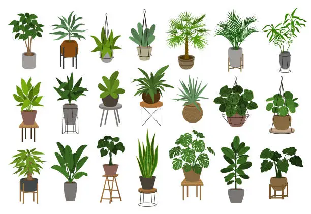 Vector illustration of collection of different decor house indoor garden plants in pots and stands graphic set