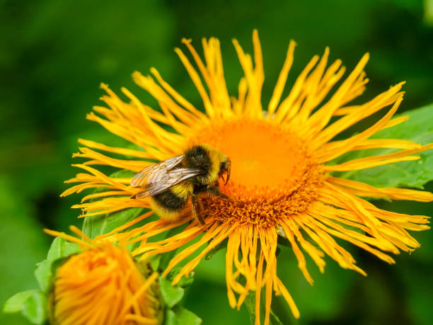 Bee on a flower of the Telekia speciosa close-up Bee on a flower of the Telekia speciosa known as yellow oxeye or heartleaf oxeye close-up at selective focus telekia speciosa stock pictures, royalty-free photos & images