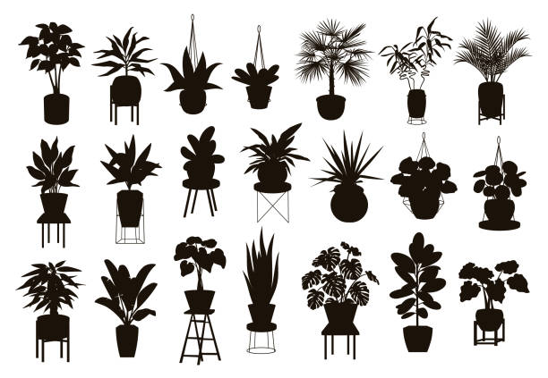 ilustraciones, imágenes clip art, dibujos animados e iconos de stock de colección de siluetas de jardín interior de la casa de decoración de plantas en macetas y soportes sistema gráfico - 20th century style
