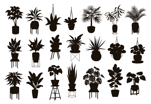 silhouettes collection of  decor house indoor garden plants in pots and stands graphic set