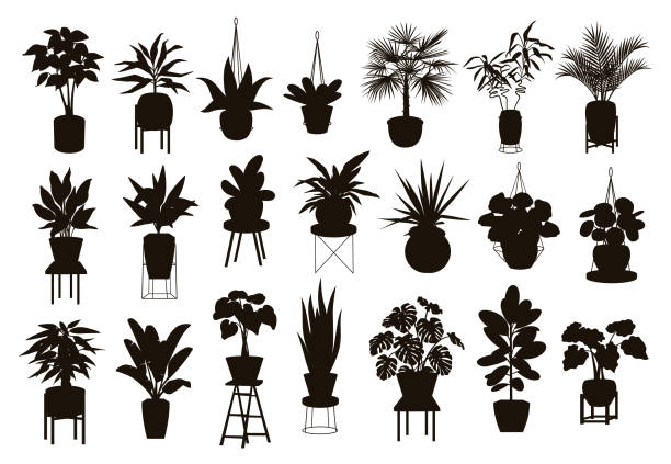 silhouettes collection of  decor house indoor garden plants in pots and stands graphic set silhouettes collection of  decor house indoor garden plants in pots and stands graphic set areca stock illustrations