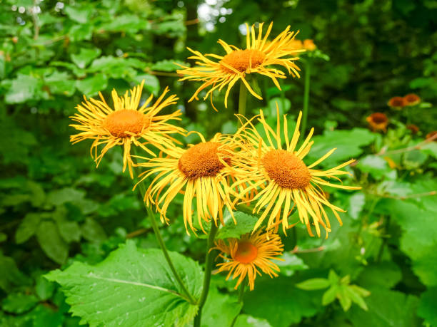 Telekia speciosa with several flowers close-up Flowering Telekia speciosa known as yellow oxeye or heartleaf oxeye with big yellow flowers in Carpathian Mountains telekia speciosa stock pictures, royalty-free photos & images