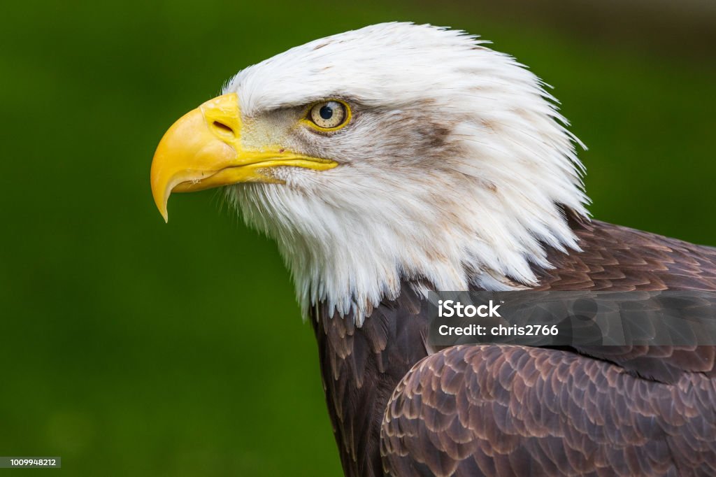 Soon eagle Bald eagle (Haliaeetus leucocephalus) close-up head shot Beak Stock Photo