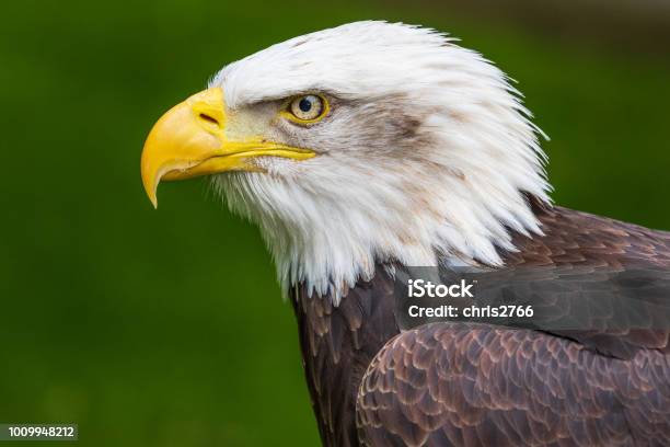 Soon Eagle Stock Photo - Download Image Now - Beak, Bird, Animal