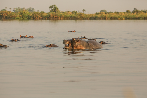 Africa, Botswana, Hippopotamus, Animal, Animal Wildlife