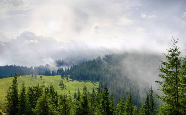 istock Glade surrounded by forest partly in clouds in Carpathian Mountains 1009948406