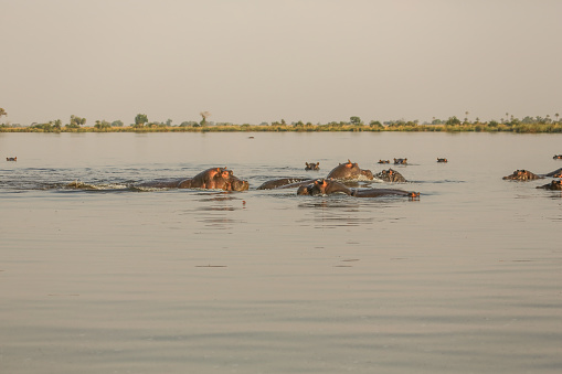 Africa, Botswana, Hippopotamus, Animal, Animal Wildlife