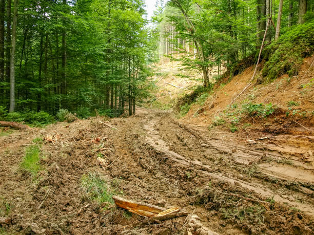 istock Dirt road to the logging site in a mountain 1009952160