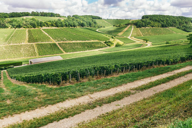 istock Many grape grow in a field in neat rows, grapes are tied 1009952288