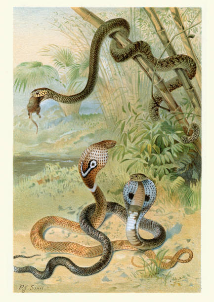historia naturalna, gady, wąż szczurów i kobry - rat snake illustrations stock illustrations