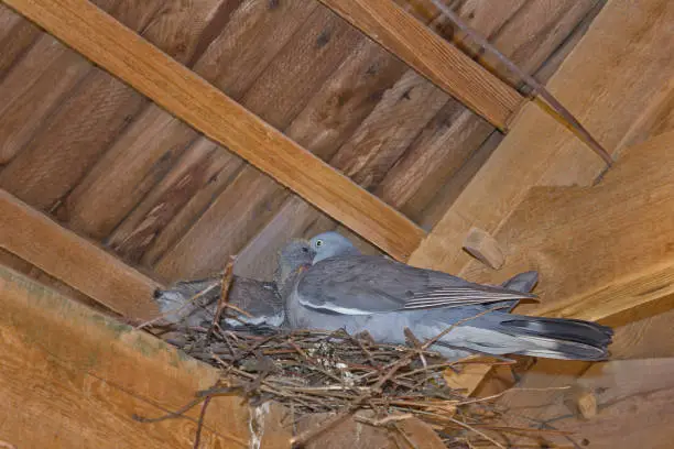 Photo of Pigeon in the nest