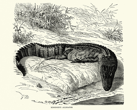 Vintage engraving of a American alligator (Alligator mississippiensis), sometimes referred to colloquially as a gator or common alligator, is a large crocodilian reptile endemic to the southeastern United States.