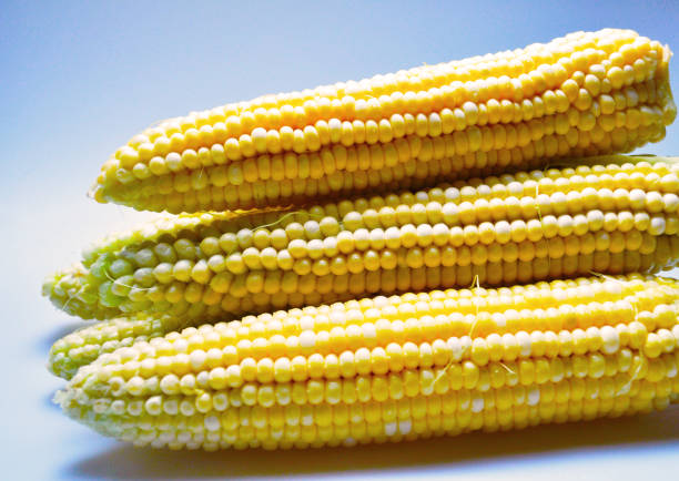 vegetative, vegetarian food - juicy yellow corn, corn cobs, grains