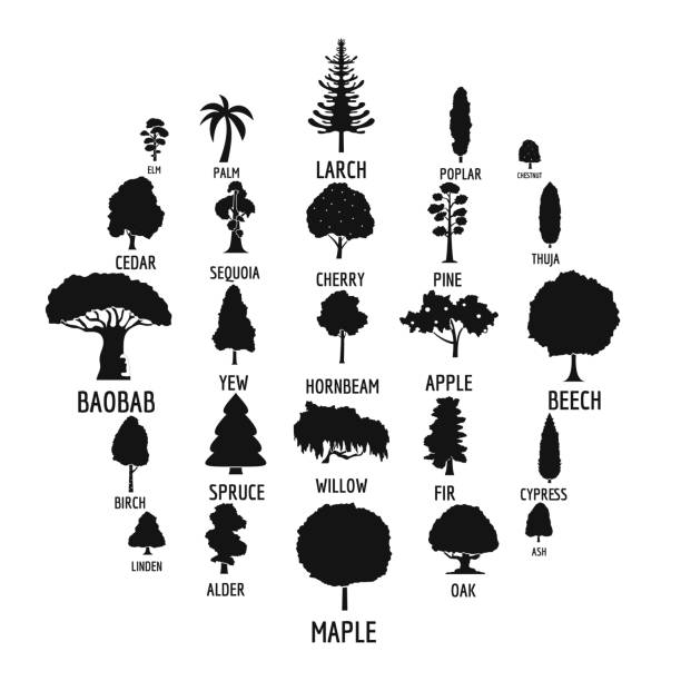 ilustraciones, imágenes clip art, dibujos animados e iconos de stock de conjunto de iconos de árbol, estilo simple - alerce