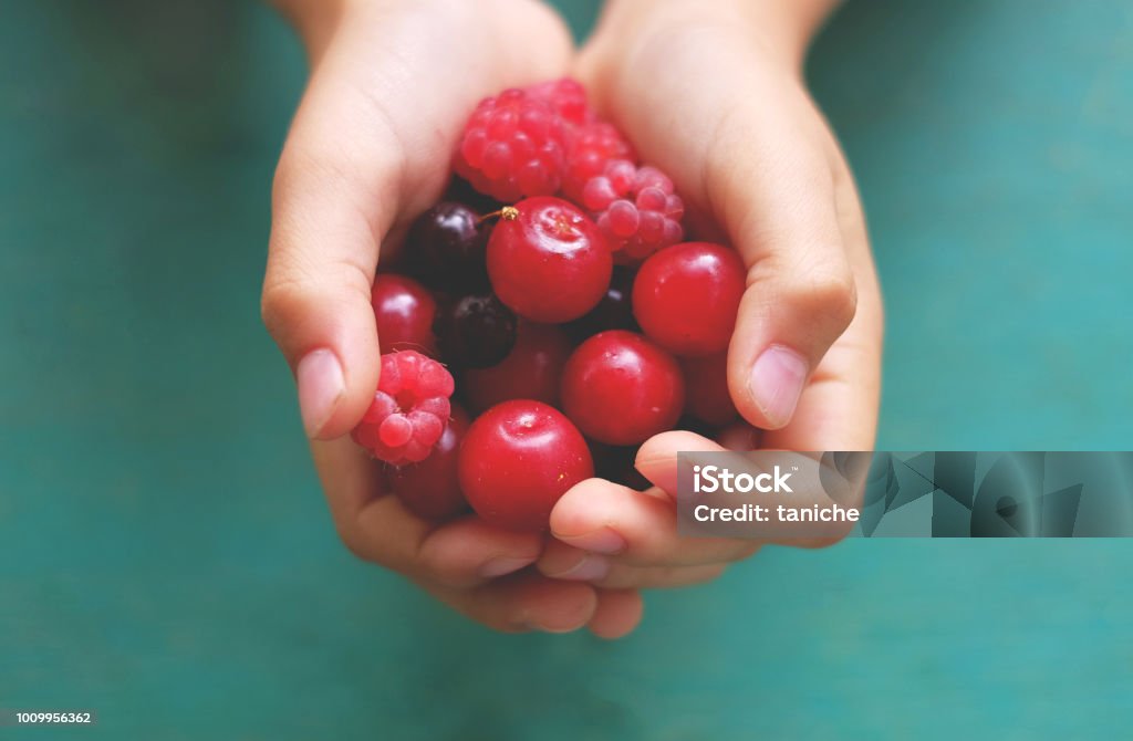 fresh berries in hands fresh berries in hands, cherry raspberry Adult Stock Photo