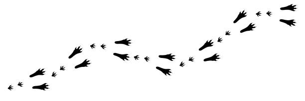 Long vector rabbit, hare foot trail, track, print. Paw vector foot trail print of rabbit. Hare silhouette animal diagonal tracks for t-shirts, backgrounds, patterns, design, greeting cards, child prints and etc. It's brush, draw any tracks. white t shirt silhouette stock illustrations